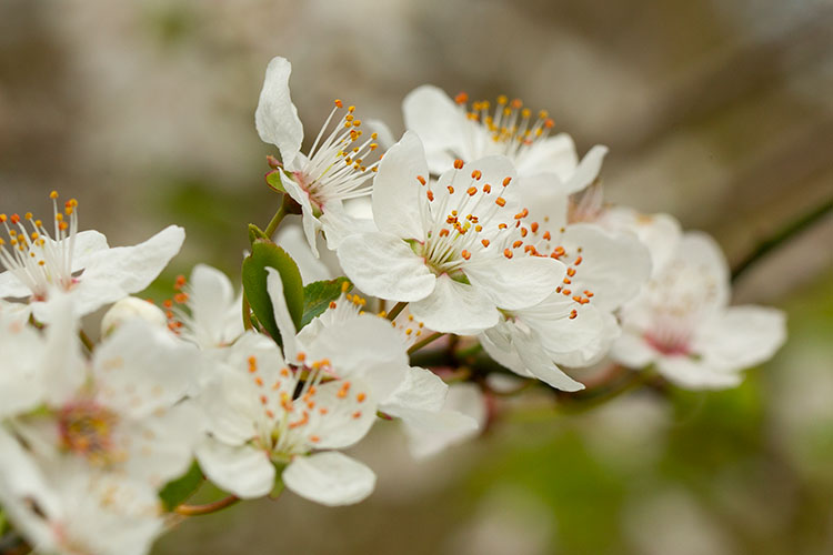 bloemen fotograaf enkhuizen