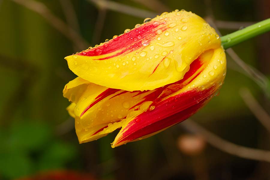 bloemen fotograaf enkhuizen