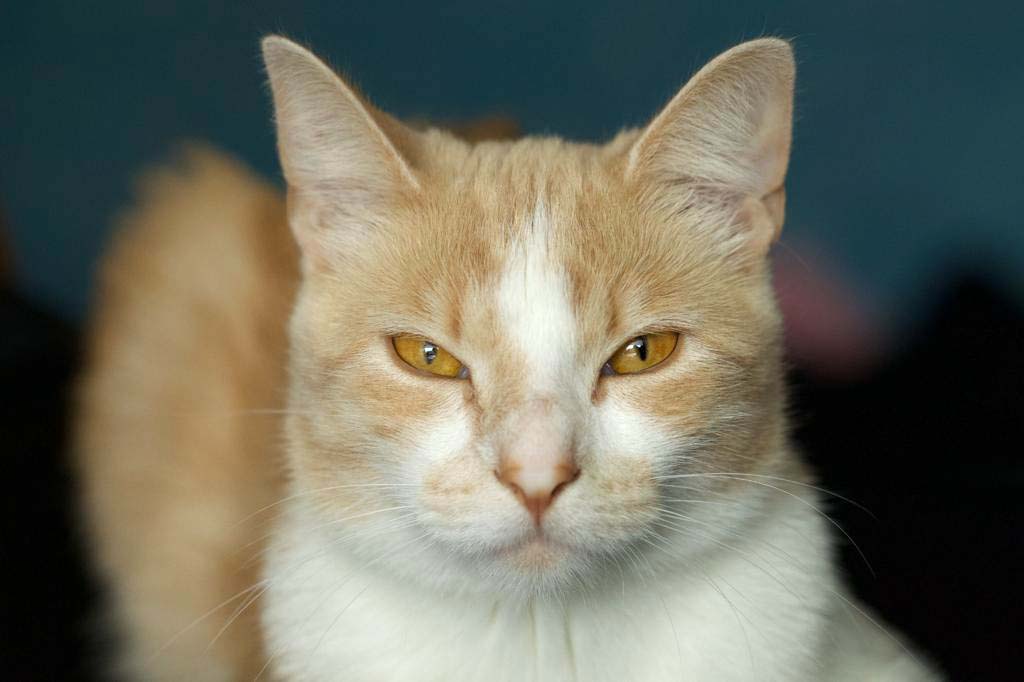 dieren fotograaf noord holland