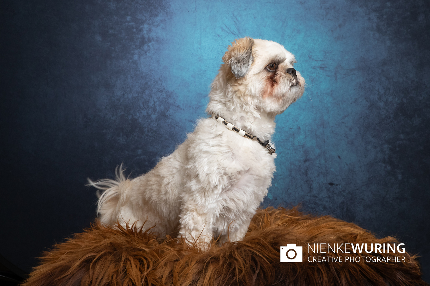 hondenfotografie fotograaf hond fotografie fotograaf enkhuizen