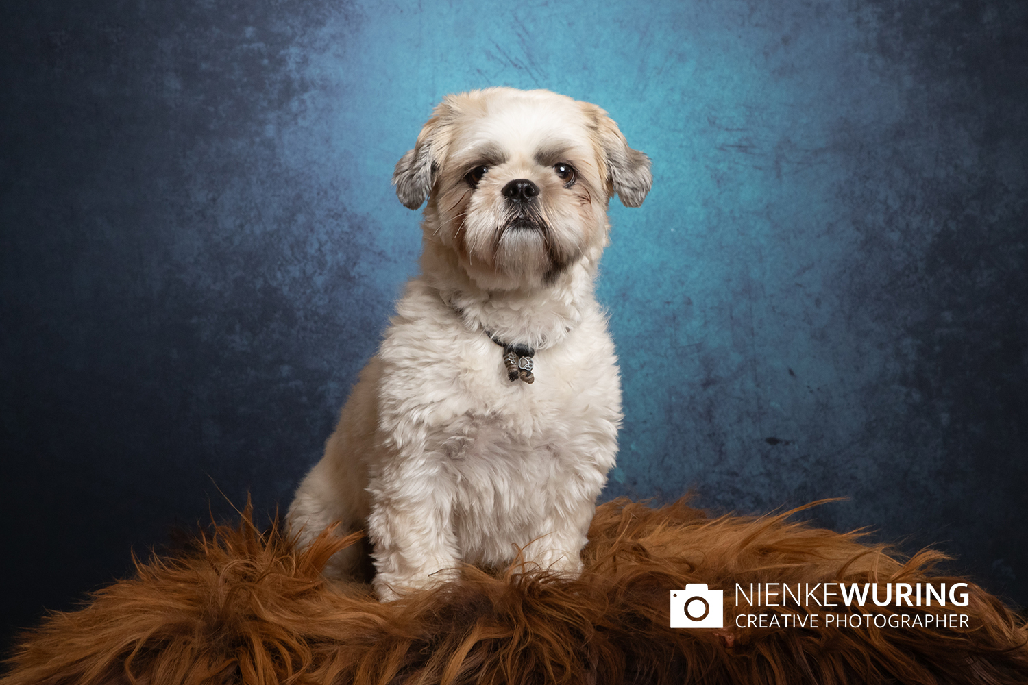 hondenfotografie fotograaf hond fotografie fotograaf enkhuizen