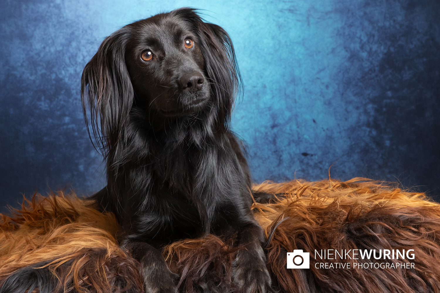 hondenfotografie fotograaf hond fotografie fotograaf enkhuizen