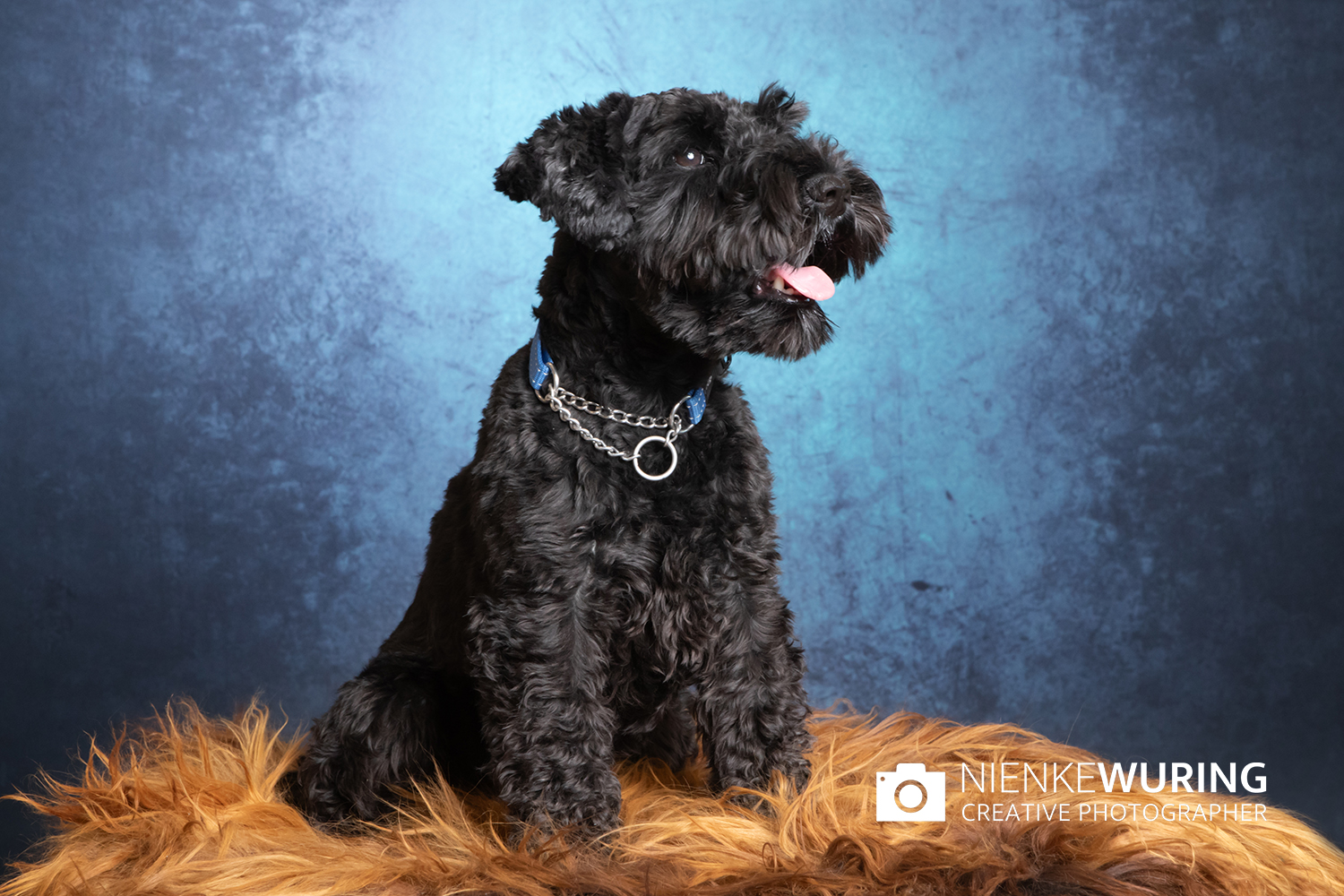 hondenfotografie fotograaf hond fotografie fotograaf enkhuizen