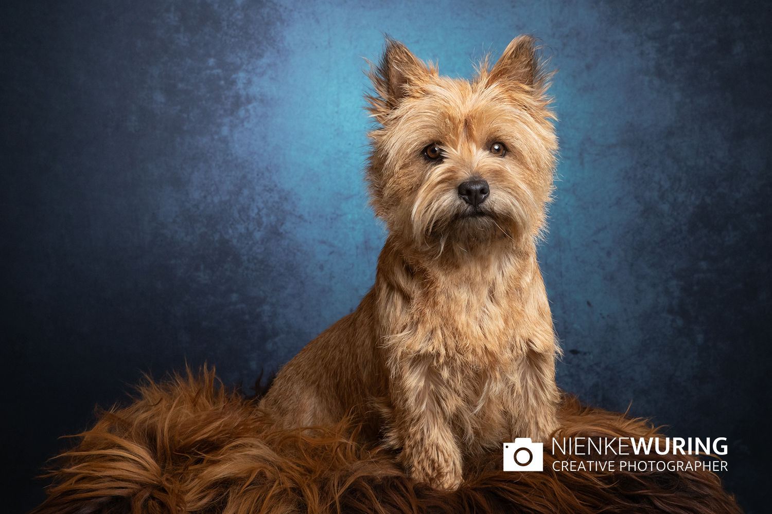 hondenfotografie fotograaf hond fotografie fotograaf enkhuizen