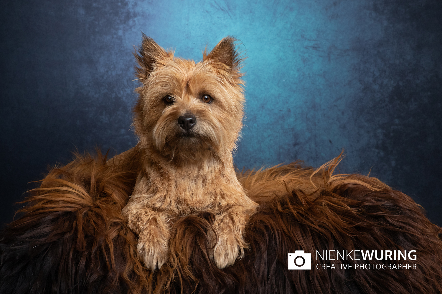 hondenfotografie fotograaf hond fotografie fotograaf enkhuizen