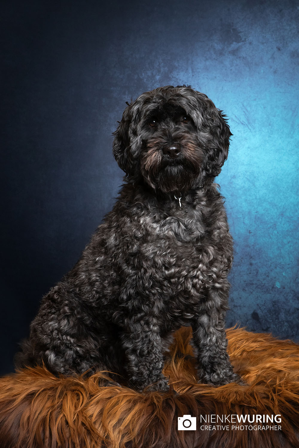 hondenfotografie fotograaf hond fotografie fotograaf enkhuizen
