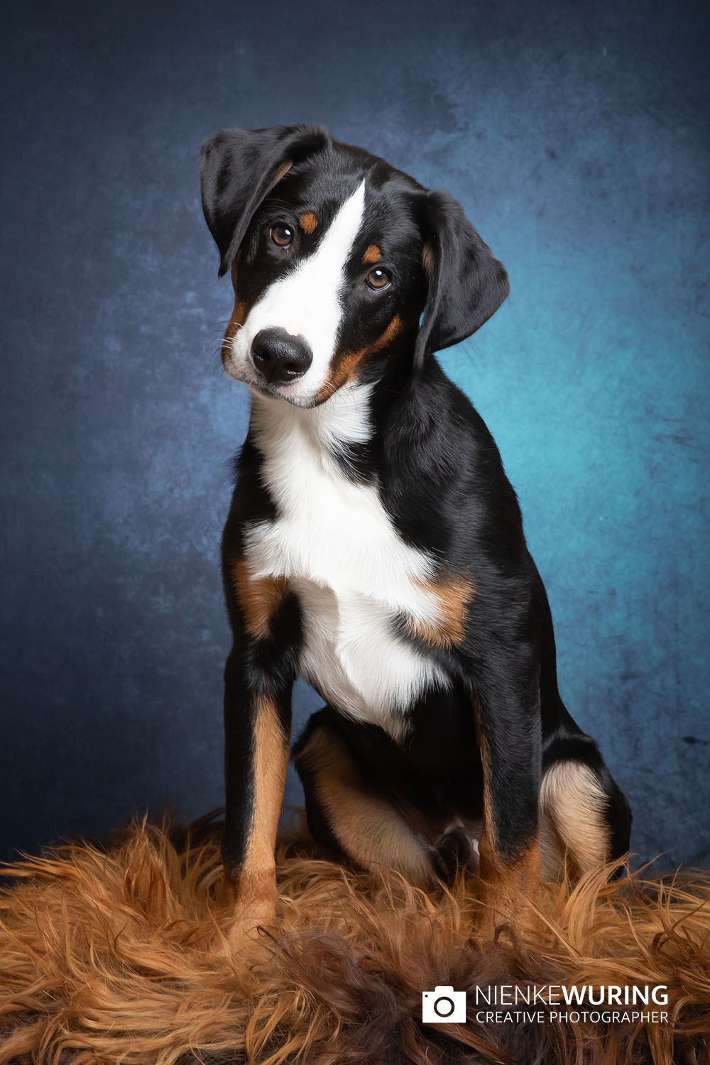 hondenfotografie fotograaf hond fotografie fotograaf enkhuizen